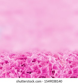 Purple Hydrangea Background with Textfield