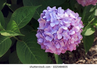 Purple Hydrangea Close Up