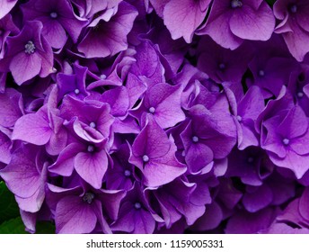 Purple Hydrangea flower