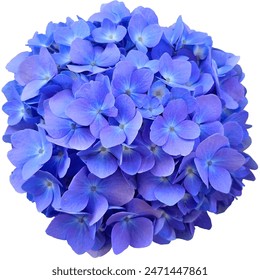 The purple hydrangea flower was photographed and edited so that it could be used as an object in various places. - Powered by Shutterstock