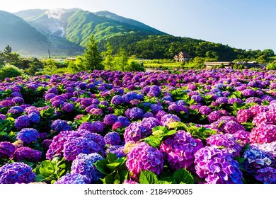 Purple hydrangea flowers bloom beautifully in Yangmingshan National Park, Taiwan.  - Powered by Shutterstock