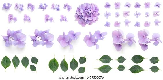 Purple Hydrangea flowers isolated on white background, Blooming branch of Hortensia lilac flower head, Bouquet of violet hydrangea flower garden bush with leaves