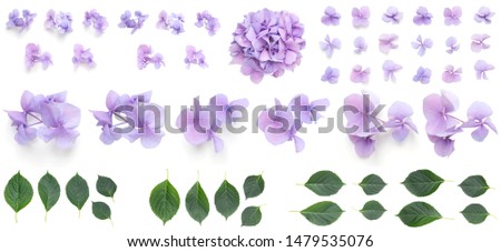 Purple Hydrangea flowers isolated on white background, Blooming branch of Hortensia lilac flower head, Bouquet of violet hydrangea flower garden bush with leaves
