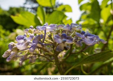 Purple Hydrangea Flowers in Sunlight - Powered by Shutterstock