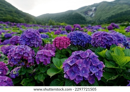 Purple Hydrangea macrophylla flowers (bigleaf or lacecap hydrangea) bloom in Zhuzihu area with Xiaoyoukeng volcanic fumarole at the foothill in background in Yangmingshan National Park, Taipei, Taiwan