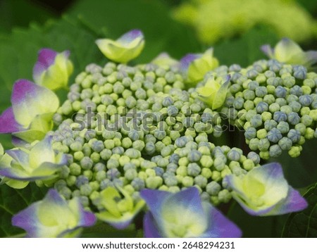 Purple hydrangea starting to bloom