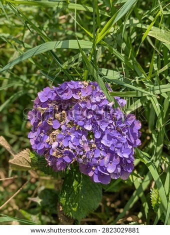 Purple hydrangeas are rarely encountered; while the flower comes in a wide variety of colors, purple ones are very uncommon.