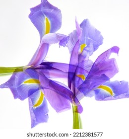 Purple Iris Abstract Stock Image.