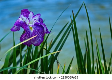 Purple Iris By A Pond At The Earl Miller Japanese Garden At California State University Long Beach