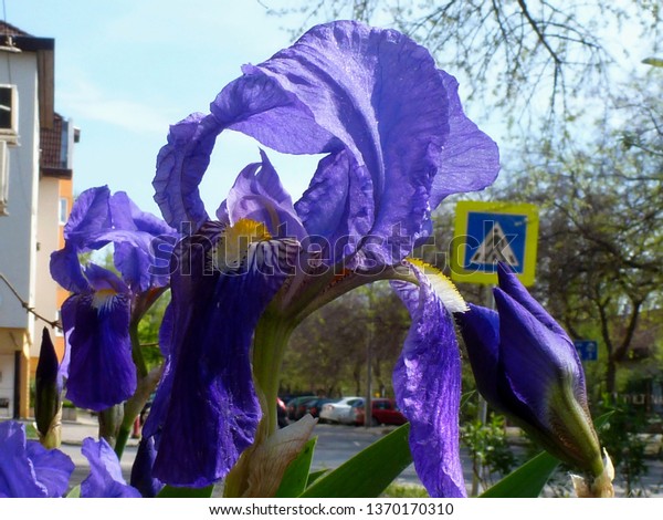purple iris close-up in street planter in april.\
selective focus. beauty in nature concept. large violet petals.\
friendly neighborhood background with parked cars and pedestrian\
street crossing. 