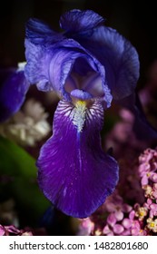Purple iris in the dark