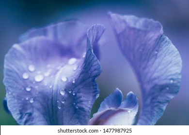 Purple iris with droplets, beautiful iris close-up, petals of iris close-up - Powered by Shutterstock