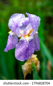 Purple Iris Flower In Dew Drops After Rain Close Up 