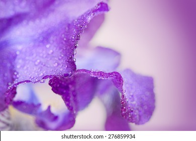 Purple Iris Flower Macro On A White Background