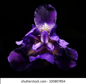 Purple Iris Flower On A Black Background