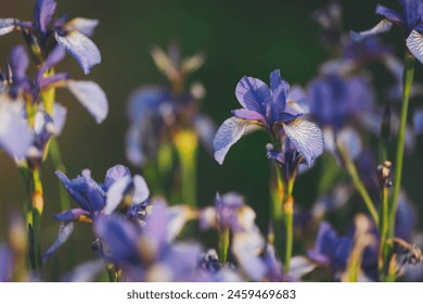 Purple iris flower on dark background. Blooming iris versicolor close up. Blue flowers Iris versicolor beautifully blooming in the garden.  - Powered by Shutterstock