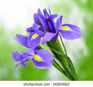 purple iris flower on green background