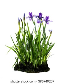 Purple Iris Flower Plant Isolated On White Background