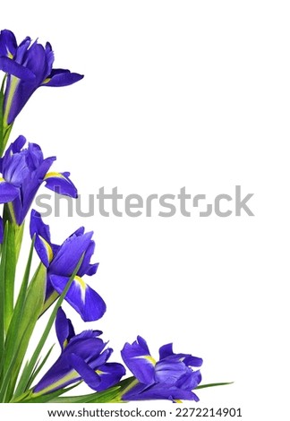 Purple iris flowers in a floral corner arrangement isolated on white background