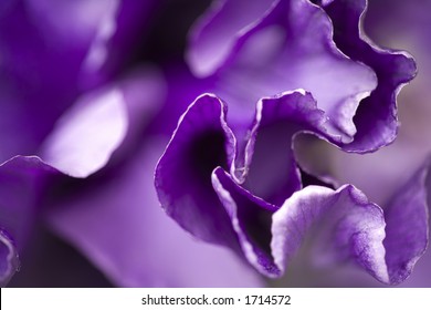 Purple Iris Macro