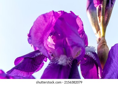 Purple iris on sky background. Iris germanica - L. In sunlight outdoors. Selective focus. Floriculture, spring, beauty in nature .