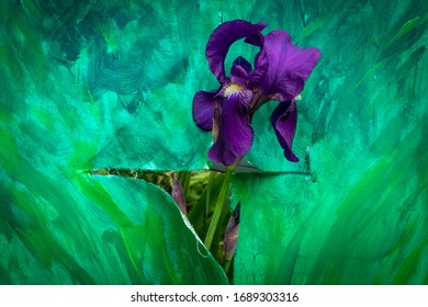 A Purple Iris Through A Painter's Canvas