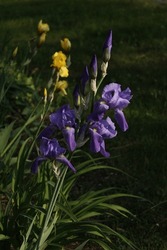 Purple Iris With Yellow Iris In The Background