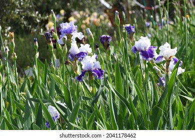 Purple irises in bloom in a garden