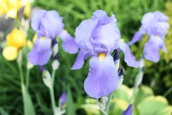Purple Irises With Yellow Irises In The Background