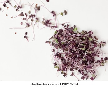 purple isolated radish microgreen on white background