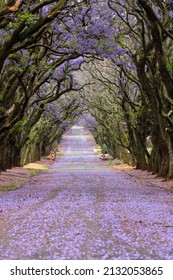 Purple Jacaranda Flowers In The Road And On The Trees South Africa