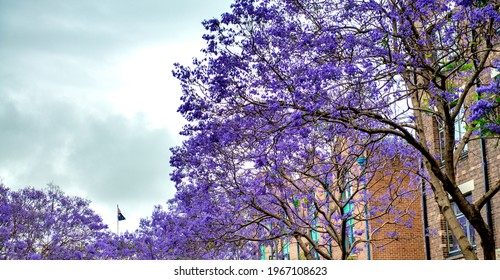 Purple Jacaranda Trees In Spring Along A Sydney City Street.