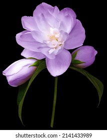 lilac jasmine flowers