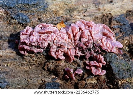 Purple Jellydisc Fungus - Ascocoryne sarcoides on log