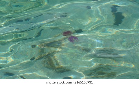 Purple jellyfish at green sea waters                               