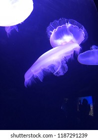 Purple Jellyfish Swarm