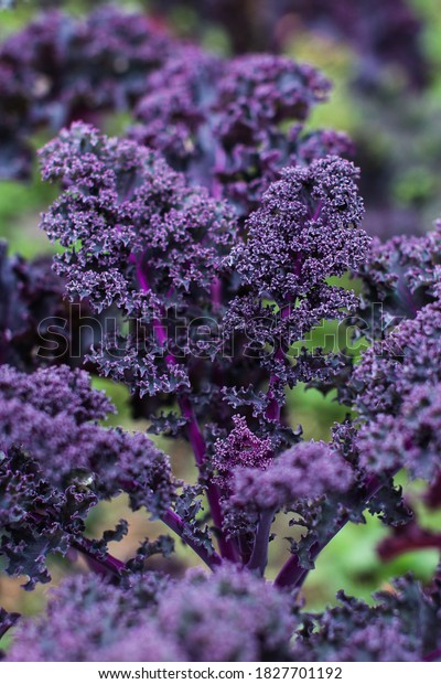 purple Kale cabbage\
outdoors close-up