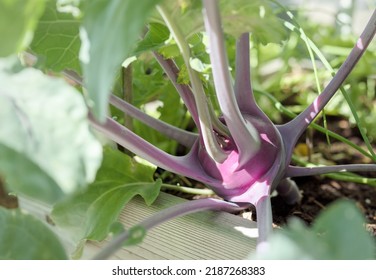 Purple kohlrabi growing in raised garden bed. Close up of purple vienna kohlrabi almost ready to pick. German turnip or Brassica oleracea var. gongylodes. Selective focus with defocused foliage. - Powered by Shutterstock