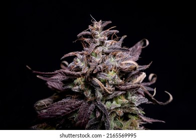 Purple Kush Kush Marijuana Strain cannabis weed hemp cbd bud