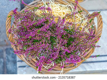 Purple Lavander Plant In Basket Home Decor