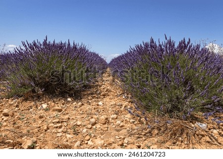 Lavender I Environment