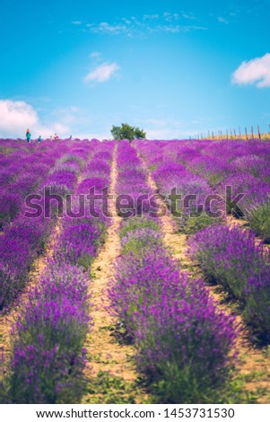 #A# Purple Field