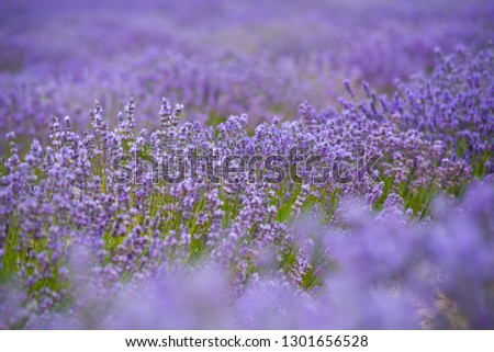 Image, Stock Photo Purple Lavender Field In Summer