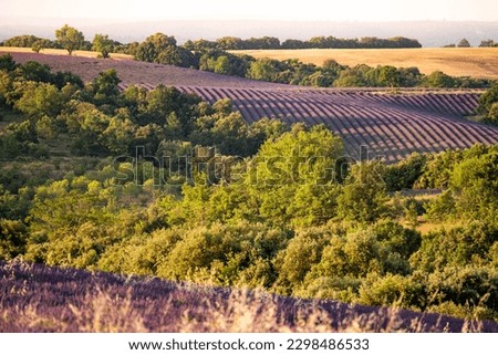 purple lavender filed on a hill in Valensole. Provence, France