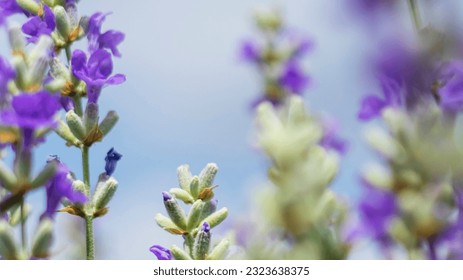 Purple lavender flowers, close up, blurry - Powered by Shutterstock