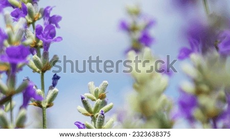 Purple lavender flowers, close up, blurry