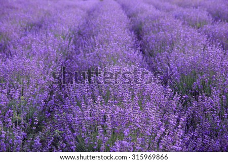 Similar – #A# Purple Fields Art