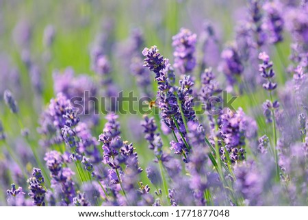 Similar – Image, Stock Photo Delicious Lavender Nature