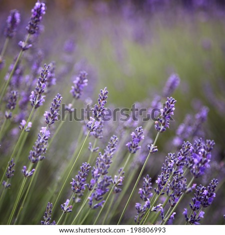 Similar – #A# Purple Wind