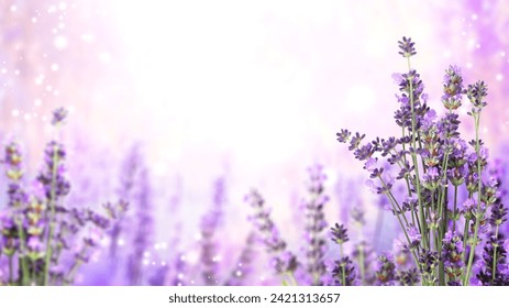 Purple lavender flowers on sunny beautiful nature spring background. Summer scene with fresh lavandula flower of lilac color. Blooming lavender field. Horizontal spring banner. Copy space for text - Powered by Shutterstock